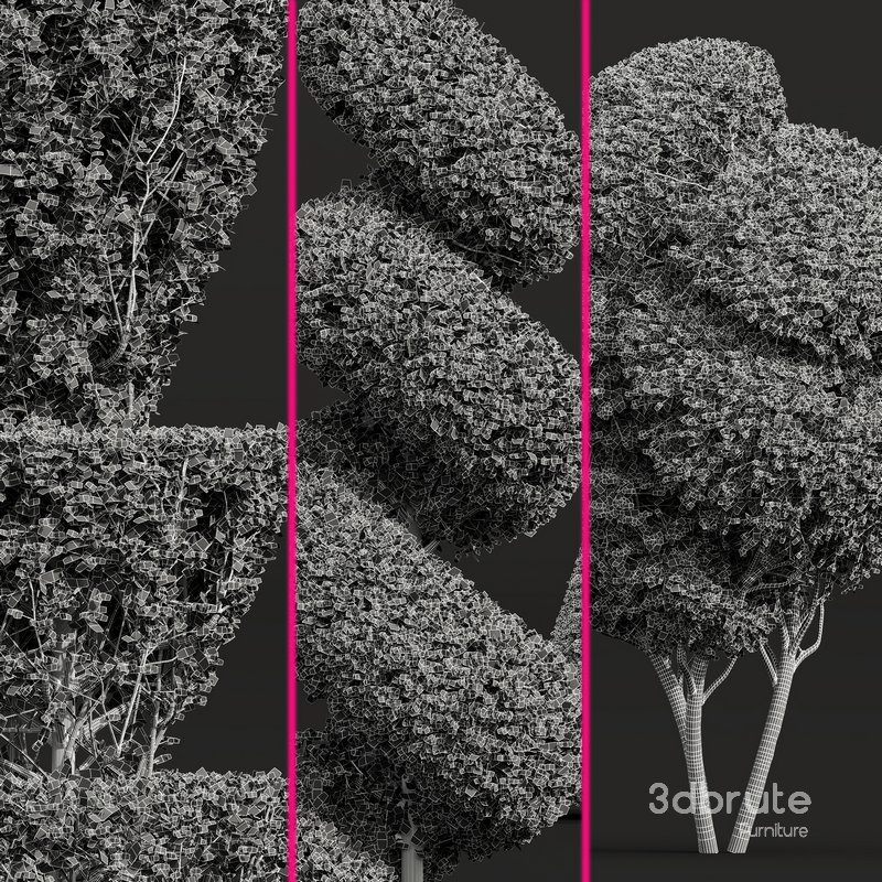 Ficus Concinna Bonsai Pruned 7 Image 3