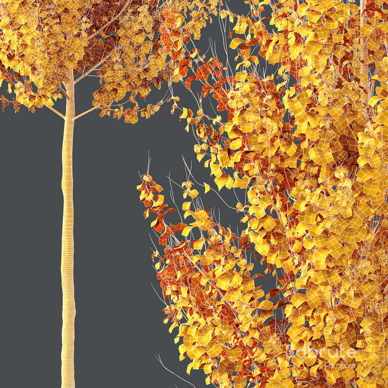 HQ Plants Acer X freemanii Freeman Maple Sapindaceae Set07 Image 4