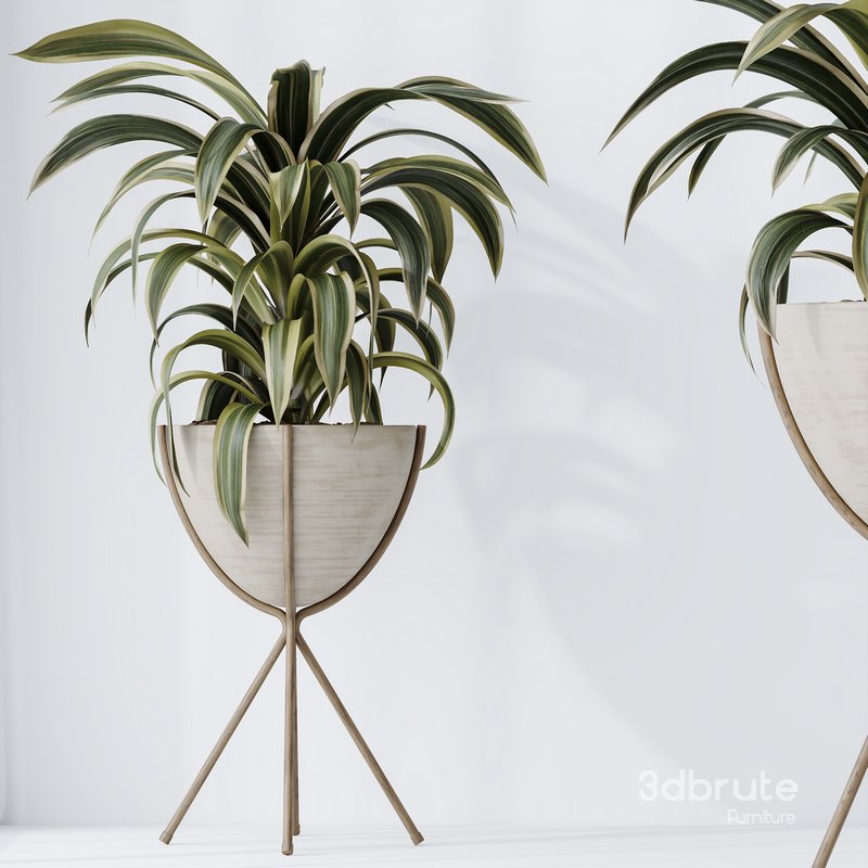 HQ HousePlants Dracaena Warneckii Lemon Lime Cane Dragon Image 4