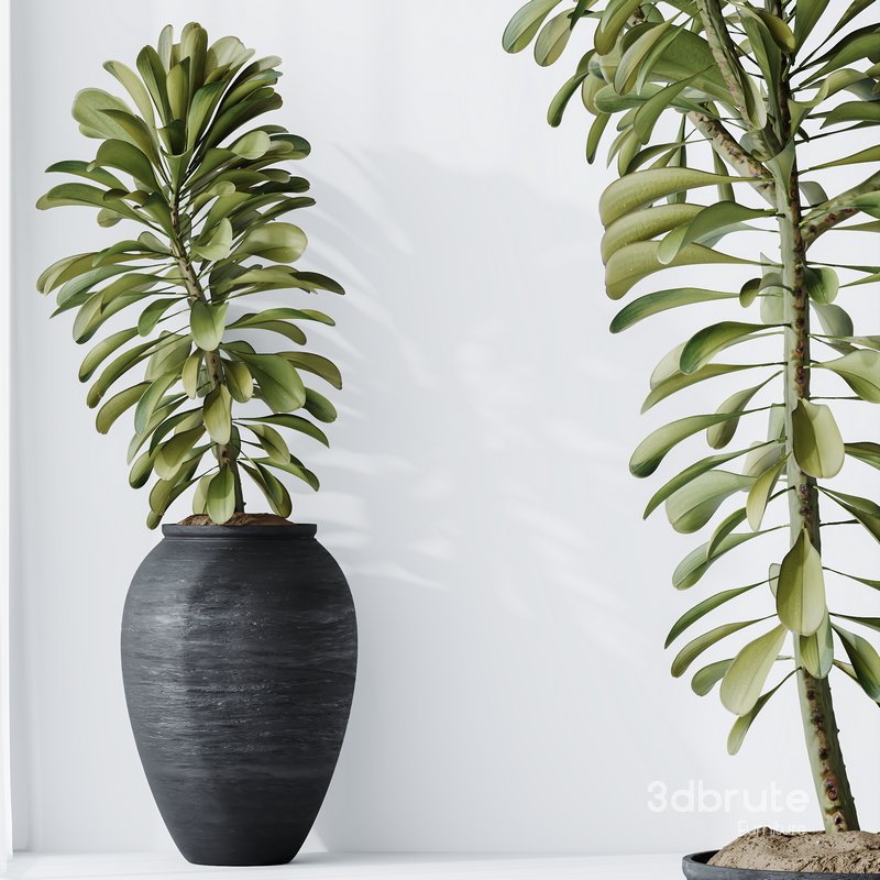 HQ HousePlants Euphorbia Drupifera Sunshine Agaveville Set01 Image 4