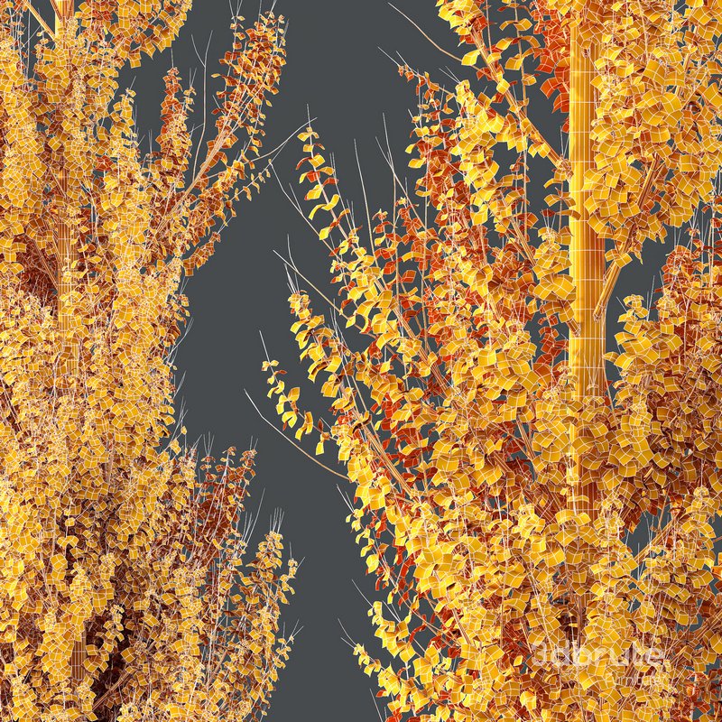 Plants Acer X freemanii Freeman Maple Sapindaceae Armstrong Set04 Image 4