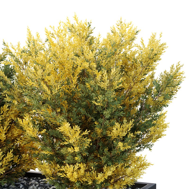 HQ Tree and bush garden box outdoor VOL 42 Image 4