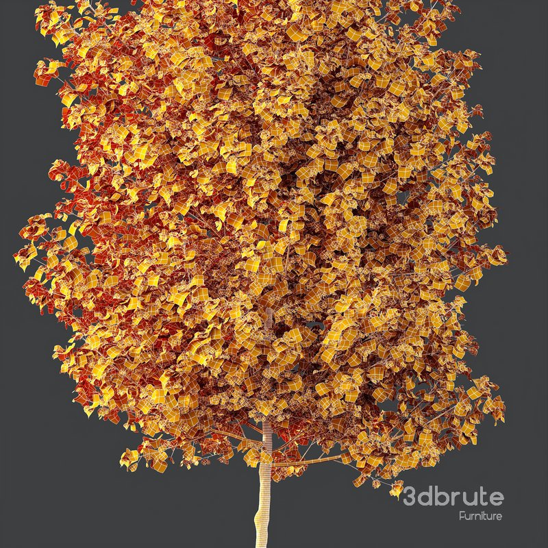 HQ Plants Acer X freemanii Freeman Maple Sapindaceae Tree Image 4