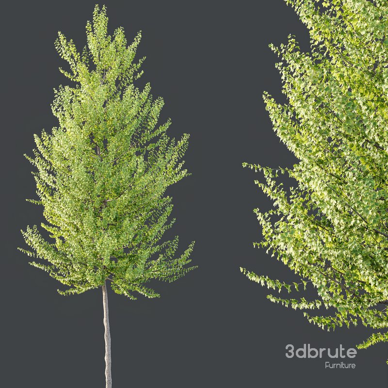 HQ Plants Acer X freemanii Freeman Maple Sapindaceae Set03 Image 3