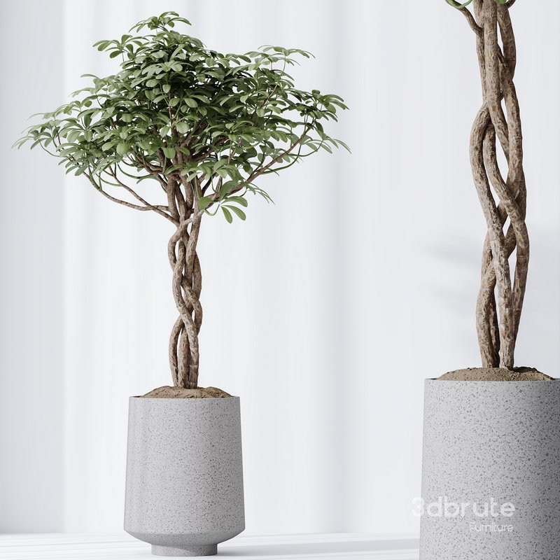 HQ HousePlants Schefflera Arboricola Umbrella Set02 Image 4