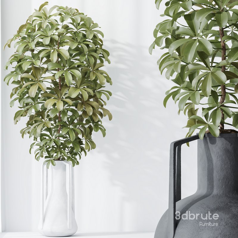 HQ HousePlants Schefflera Arboricola Umbrella Set04 Image 4