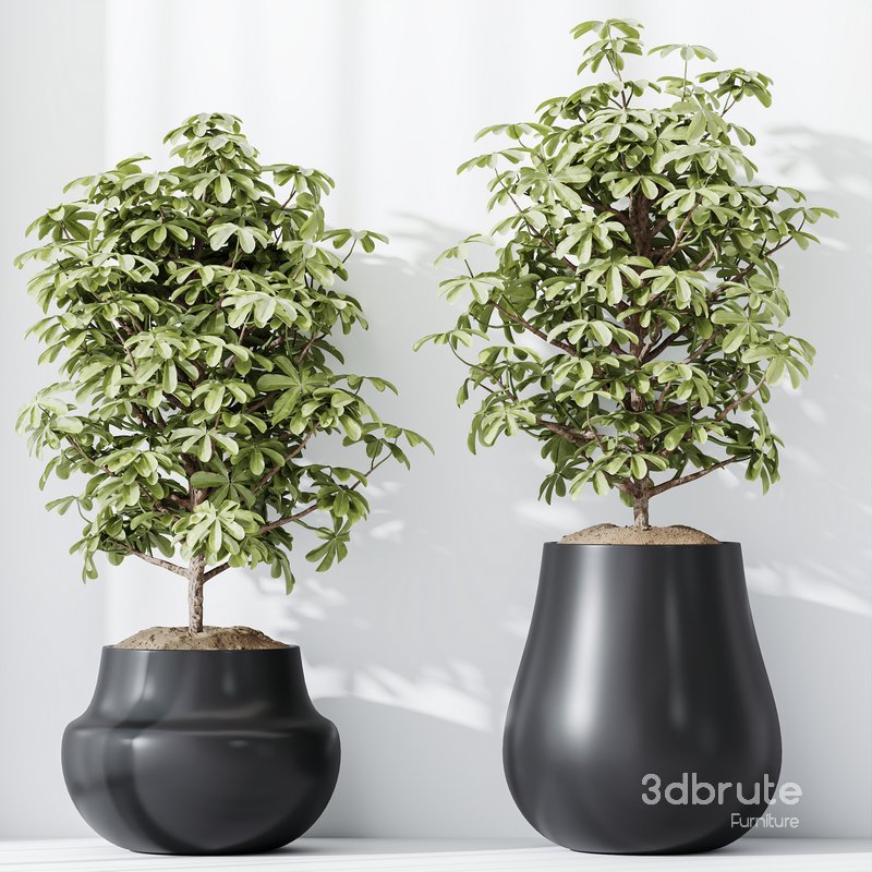 HQ HousePlants Schefflera Arboricola Umbrella Set03 Image 4