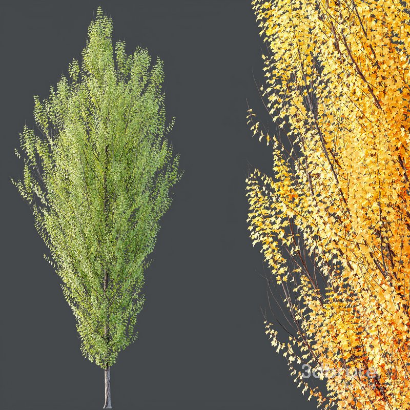 HQ Plants Acer X freemanii Freeman Maple Sapindaceae Armstrong Set03 Image 4