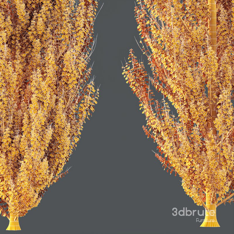 HQ Plants Acer X freemanii Freeman Maple Sapindaceae Armstrong Set02 Image 4