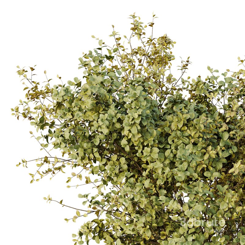 HQ Tree and bush garden box outdoor VOL 43 Image 4