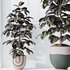 HQ HousePlants Rubber Ficus Elastica Abidjan Melany Set06 - Thumbnail 4