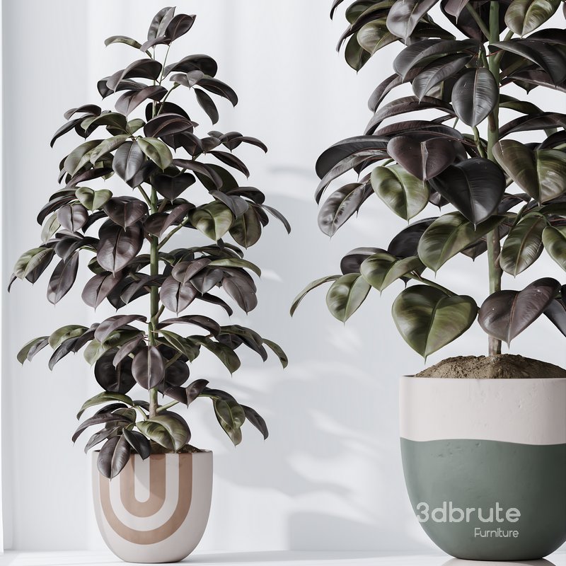 HQ HousePlants Rubber Ficus Elastica Abidjan Melany Set06 Image 4