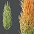 Plants Acer X freemanii Freeman Maple Sapindaceae Set05 - Thumbnail 4