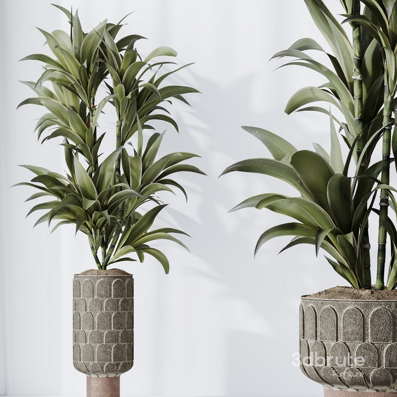HQ HousePlants Dracaena Warneckii Lemon Lime Cane Dragon Set05 Image 4