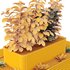 HQ Tree and bush garden box outdoor VOL 33 - Thumbnail 5