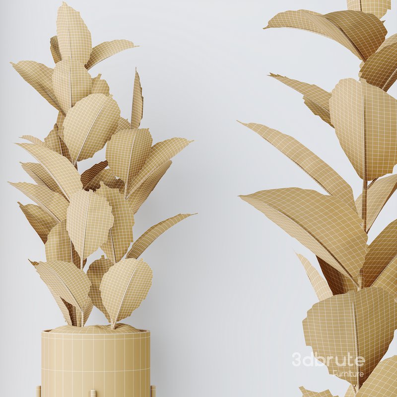 HQ HousePlants Rubber Ficus Elastica Abidjan Melany Set08 Image 5