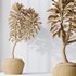 HQ HousePlants Euphorbia Drupifera Sunshine Agaveville Set02 - Thumbnail 5