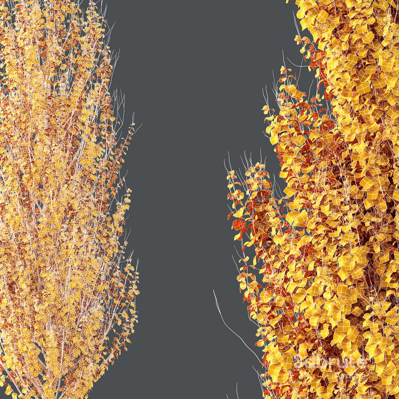 Plants Acer X freemanii Freeman Maple Sapindaceae Set05 Image 5