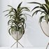 HQ HousePlants Dracaena Warneckii Lemon Lime Cane Dragon - Thumbnail 5