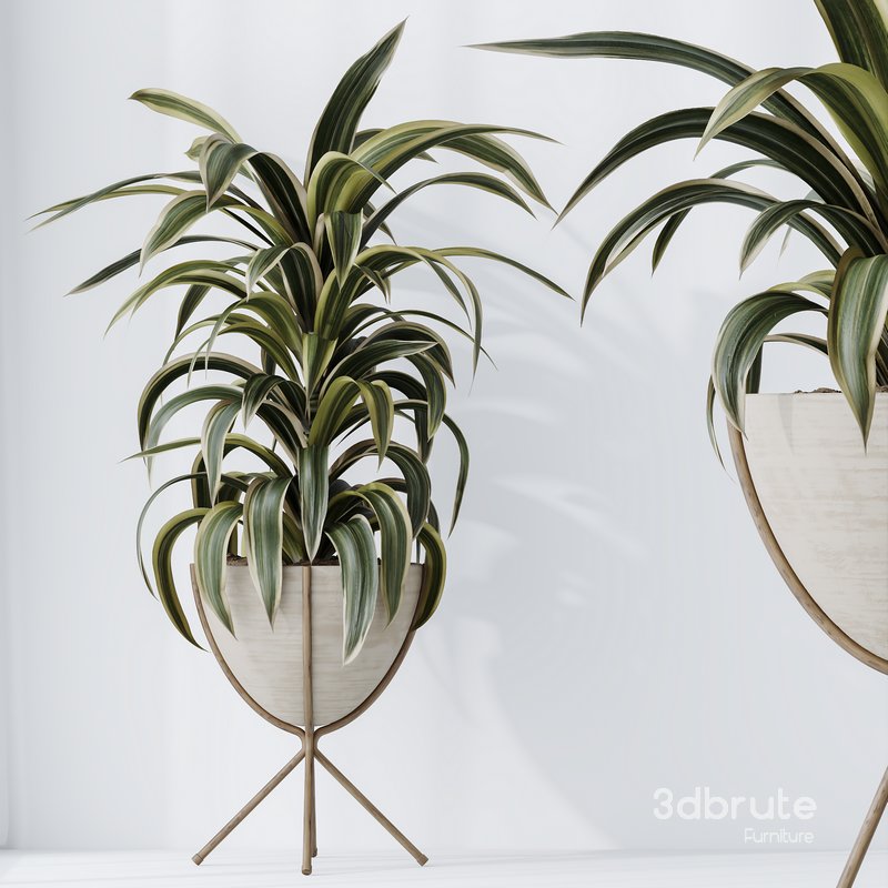 HQ HousePlants Dracaena Warneckii Lemon Lime Cane Dragon Image 5