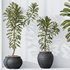 HQ HousePlants Euphorbia Drupifera Sunshine Agaveville Set01 - Thumbnail 5