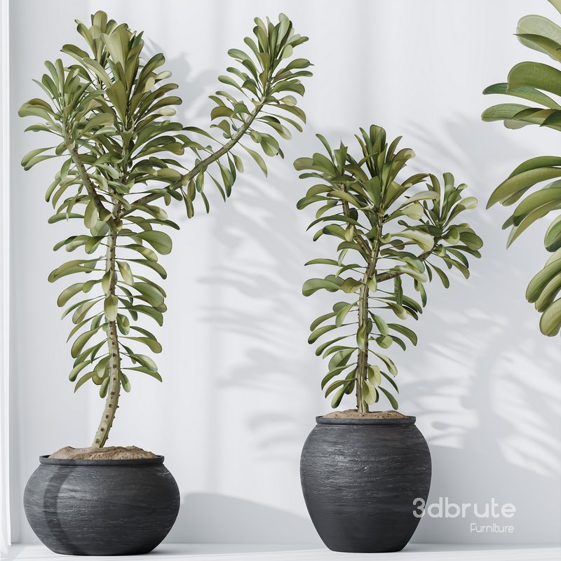 HQ HousePlants Euphorbia Drupifera Sunshine Agaveville Set01 Image 5