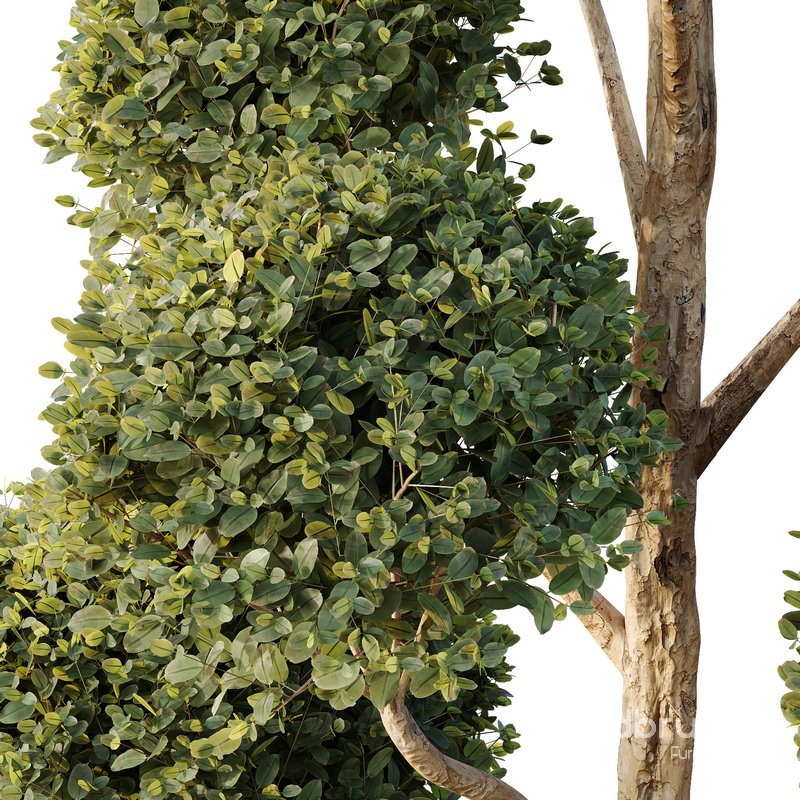 HQ Tree and bush garden box outdoor VOL 41 Image 5