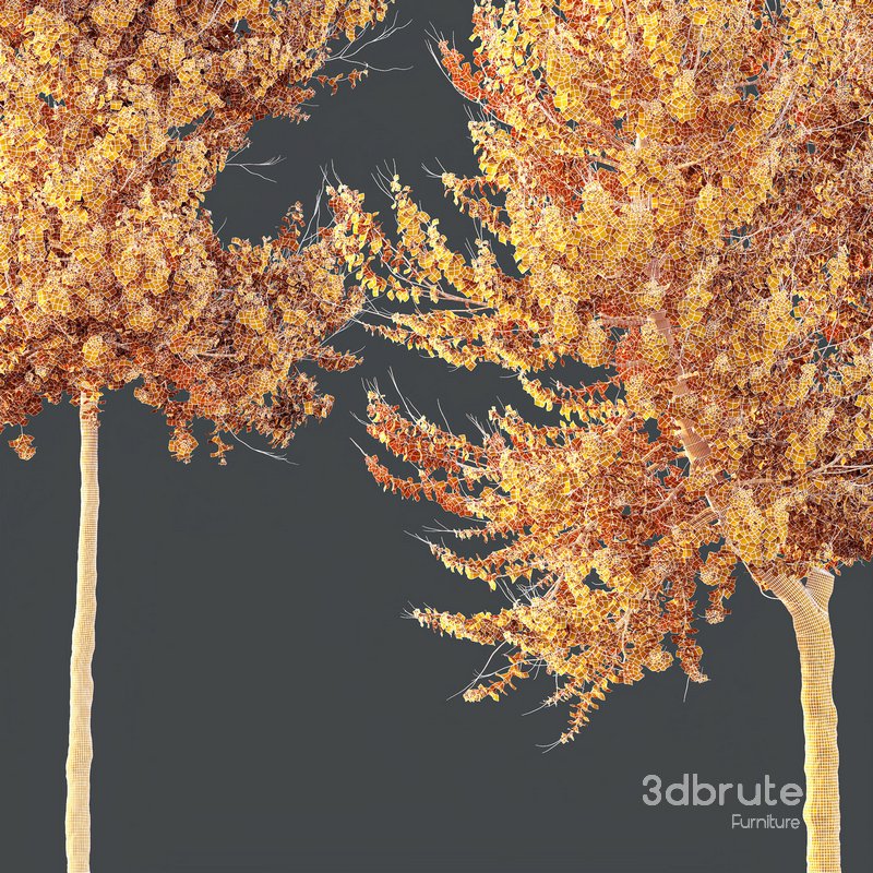 HQ Plants Acer X freemanii Freeman Maple Sapindaceae Set04 Image 5