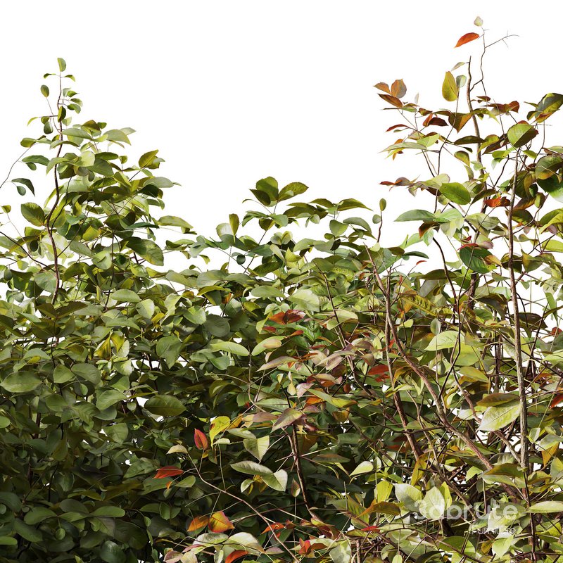 HQ Tree and bush garden box outdoor VOL 34 Image 5