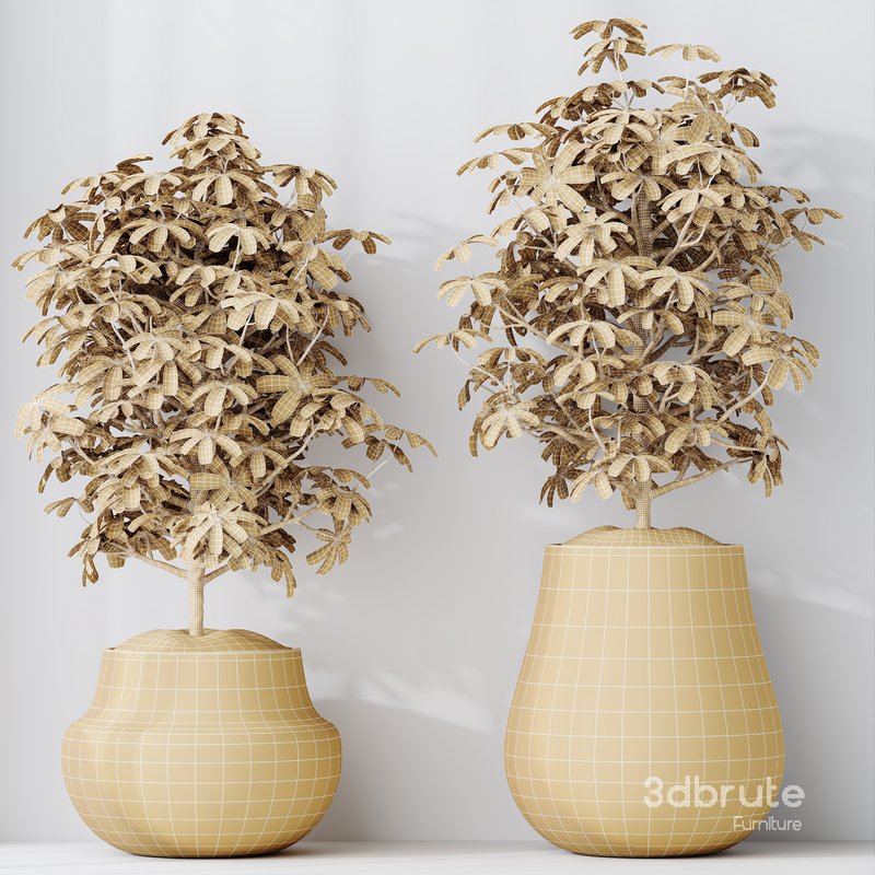 HQ HousePlants Schefflera Arboricola Umbrella Set03 Image 5