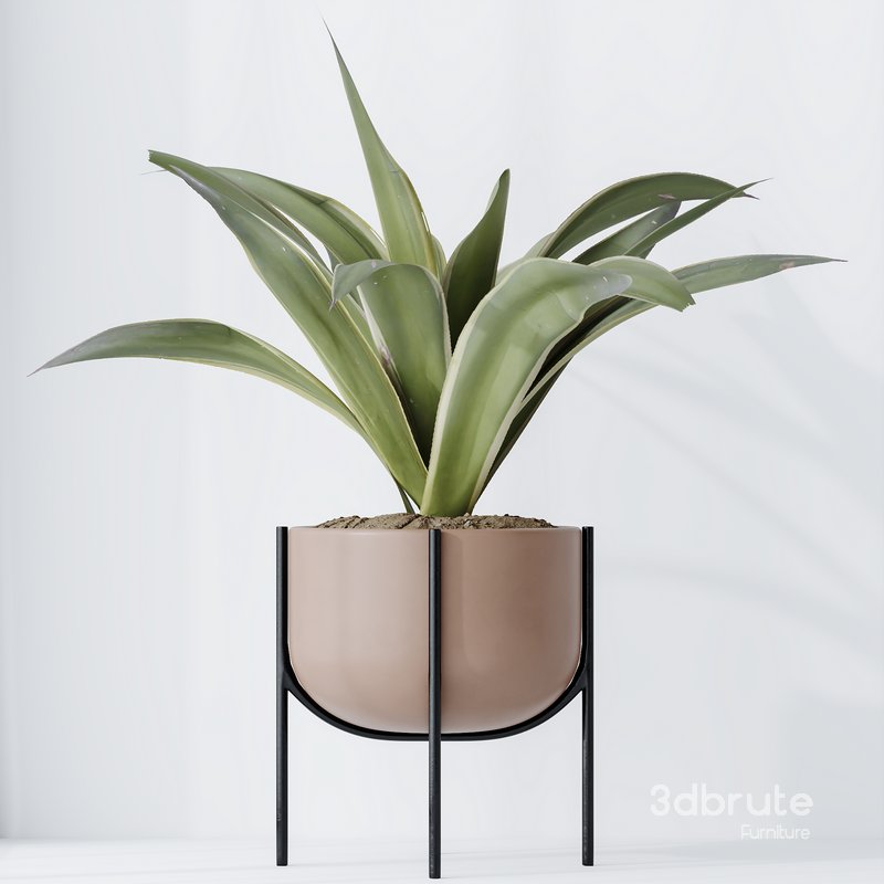 HousePlants Dracaena Warneckii Lemon Lime Cane Dragon Set03 Image 5