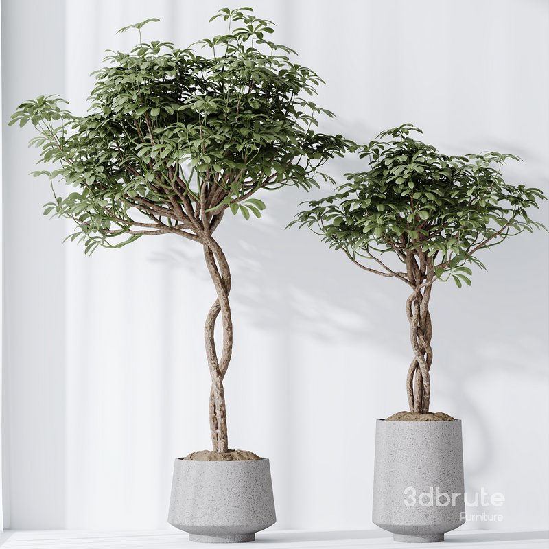 HQ HousePlants Schefflera Arboricola Umbrella Set02 Image 5