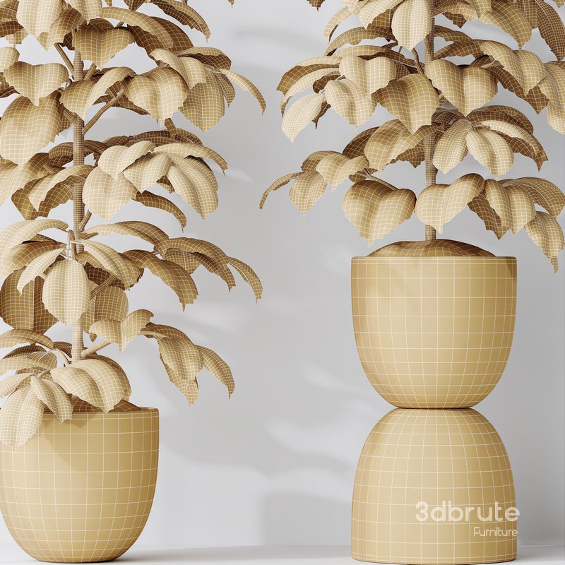 HQ HousePlants Rubber Ficus Elastica Abidjan Melany Set06 Image 5