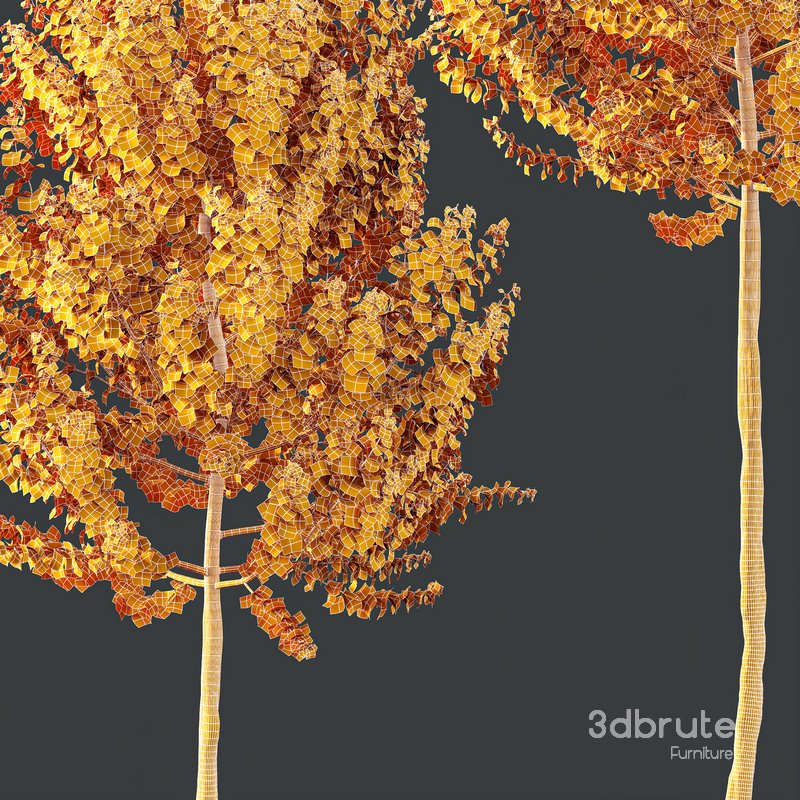 HQ Plants Acer X freemanii Freeman Maple Sapindaceae Set02 Image 5