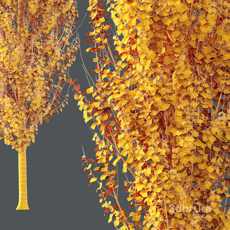 HQ Plants Acer X freemanii Freeman Maple Sapindaceae Armstrong Set03 Image 5