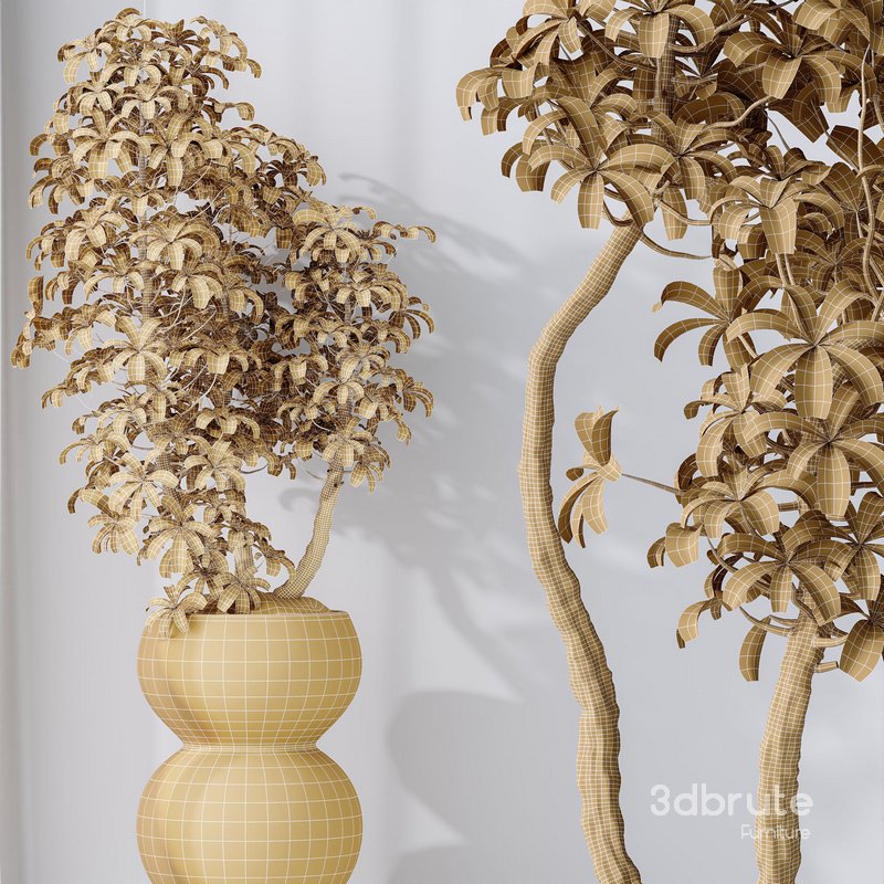 HQ HousePlants Schefflera Arboricola Umbrella Set05 Image 4