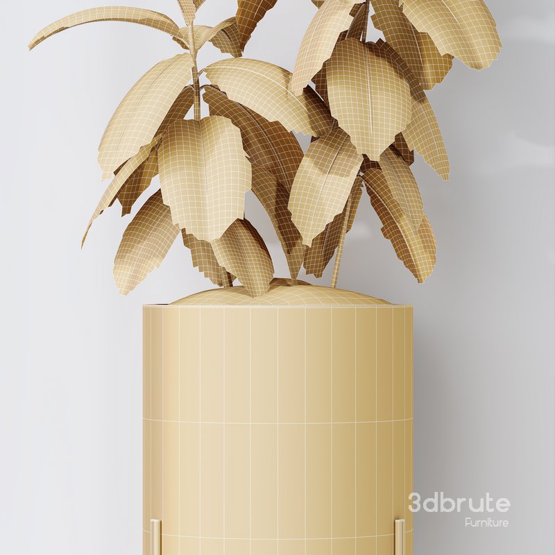 HQ HousePlants Rubber Ficus Elastica Abidjan Melany Set07 Image 5