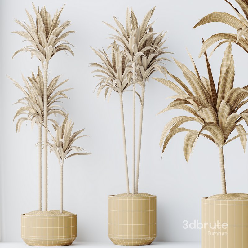 HousePlants Dracaena Warneckii Lemon Lime Cane Dragon Set02 Image 5