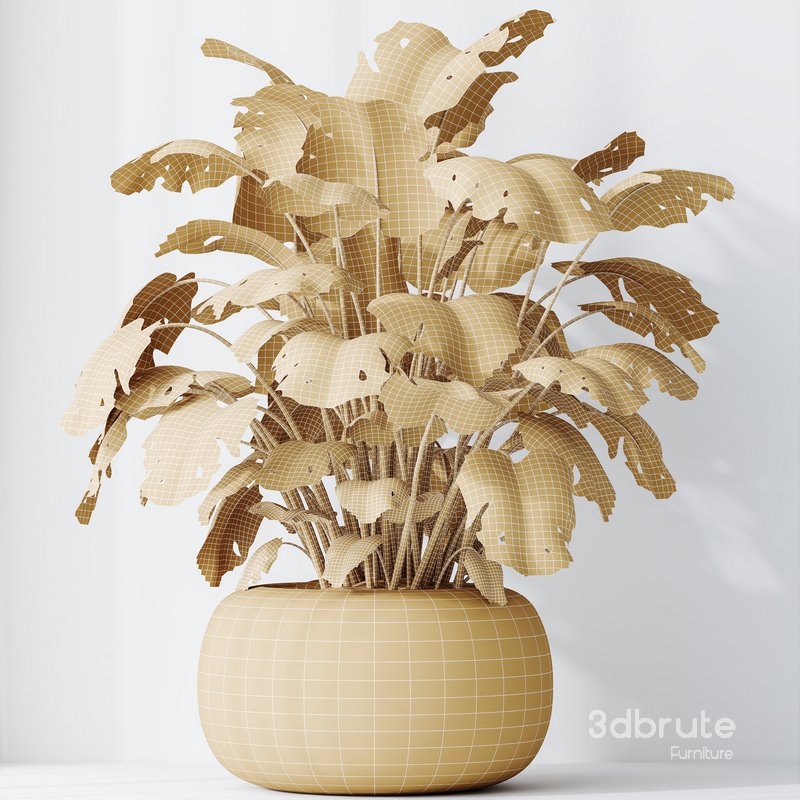 HQ HousePlants Giant Monstera Deliciosa Swiss Cheese Image 5