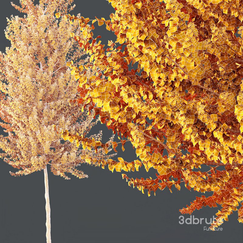 HQ Plants Acer X freemanii Freeman Maple Sapindaceae Set03 Image 4