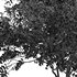 Champaca and Water gum 2 trees - Thumbnail 6