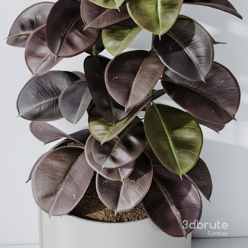 Rubber Ficus Elastica Abidjan Melany Vase 19 Image 6