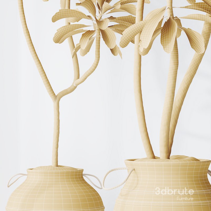 HQ HousePlants Euphorbia Drupifera Sunshine Agaveville Set03 Image 6