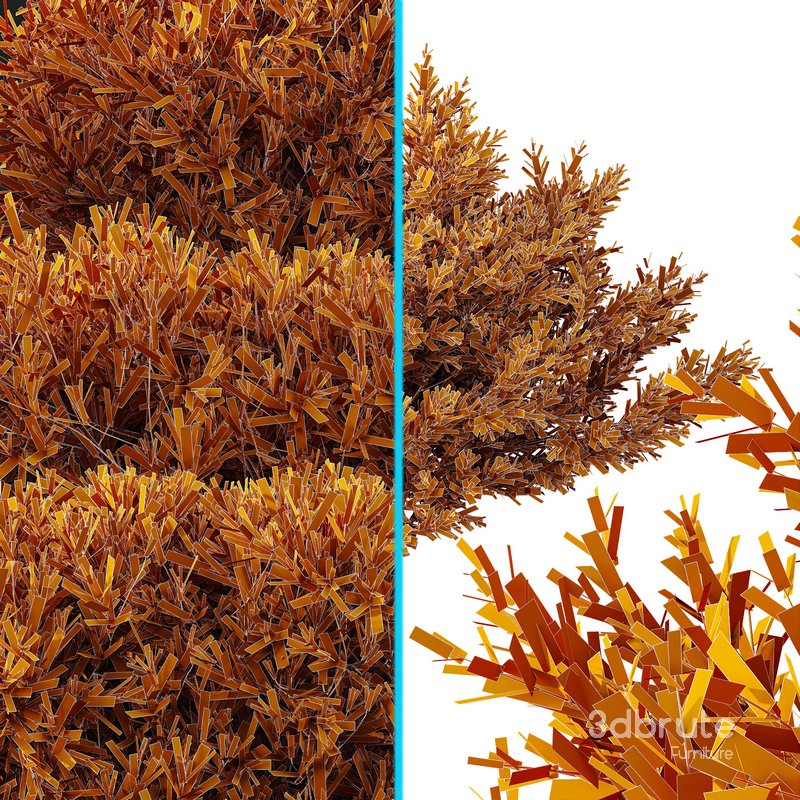 Montra Olive Bush-7 different bush Image 5