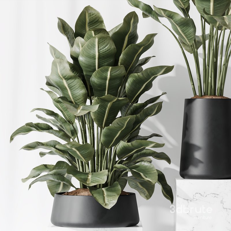 ParadiseBird and Areca Majesty Vase 14 Image 6