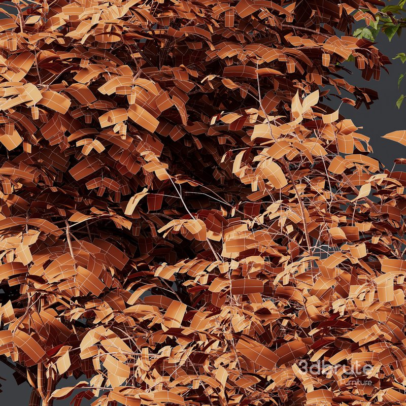 fall bush-6 different bush Image 5