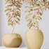 HQ HousePlants Euphorbia Drupifera Sunshine Agaveville Set01 - Thumbnail 6