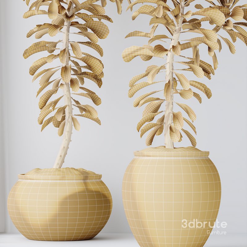 HQ HousePlants Euphorbia Drupifera Sunshine Agaveville Set01 Image 6