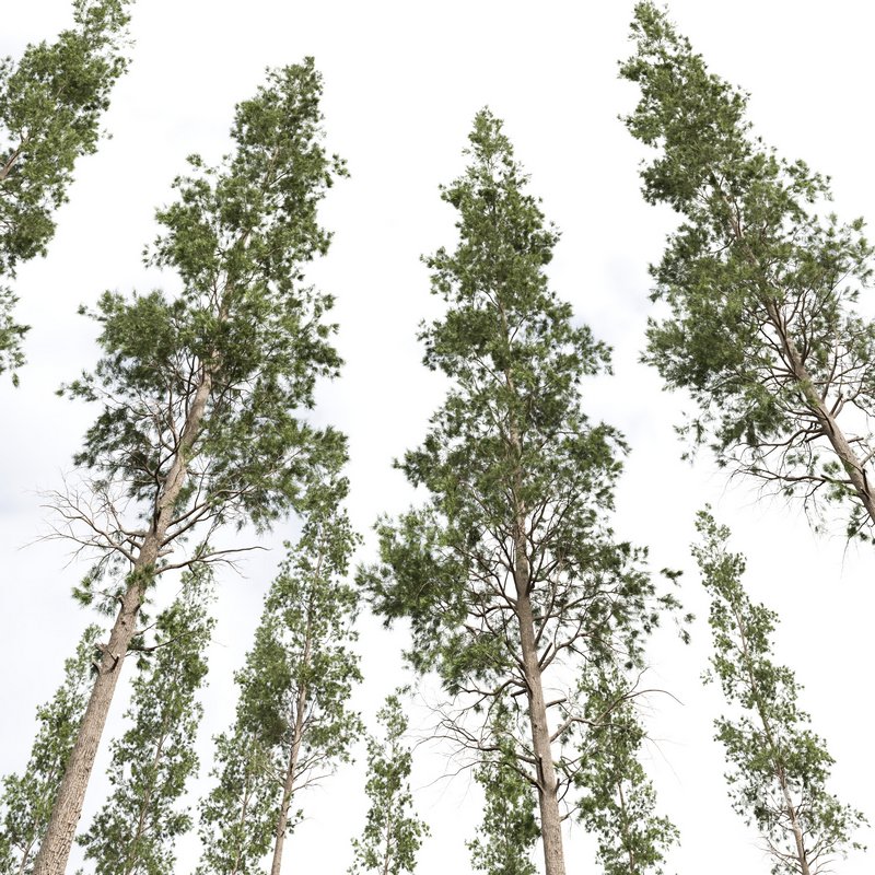 Pinus Palustris and Sphaeropteris Lepifera Image 7