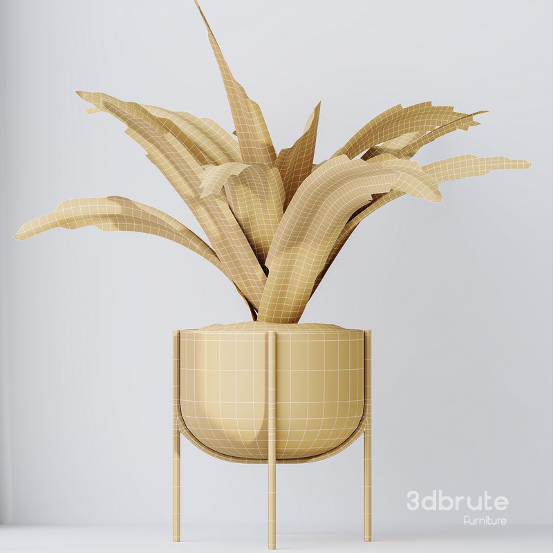 HousePlants Dracaena Warneckii Lemon Lime Cane Dragon Set03 Image 6